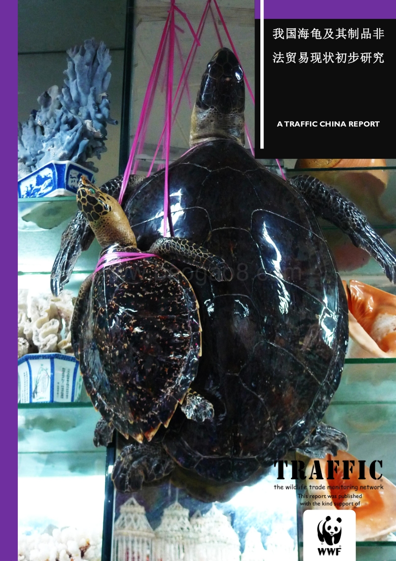 我国海龟及其制品非法贸易现状初步研究.pdf_第1页