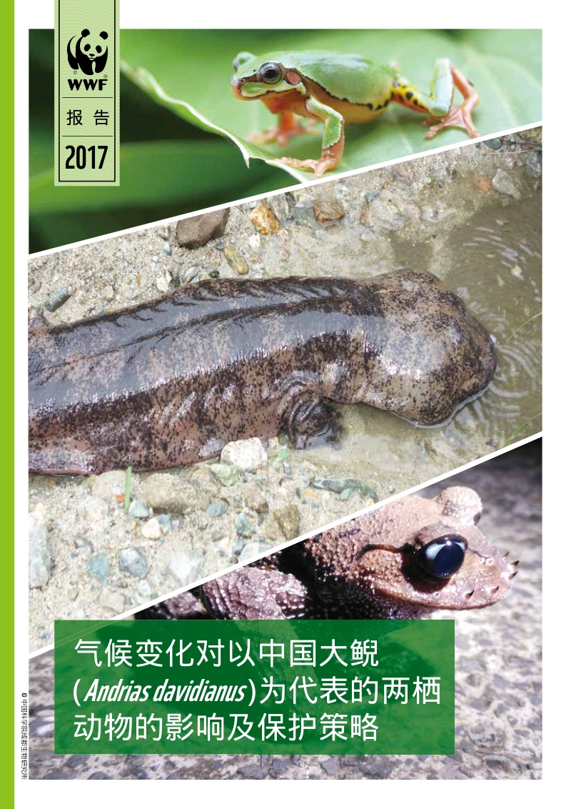 2018气候变化对以中国大鲵为代表的两栖动物的影响及保护策略报告.pdf_第1页