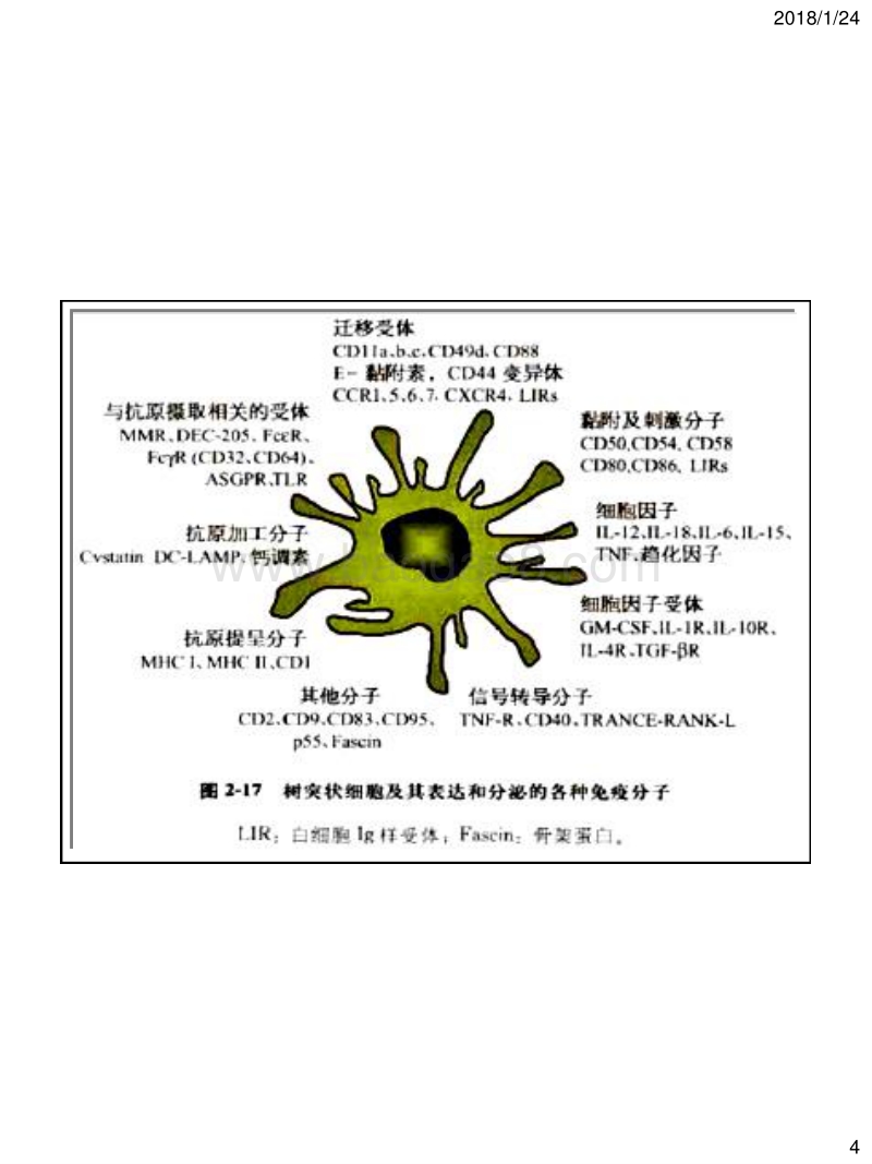 树突状细胞培养课题研究计划报告DC2018年.pdf_第4页