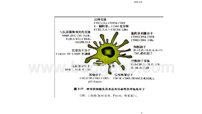 2018年医疗行业树突状细胞的培养研究报告.pptx_第4页