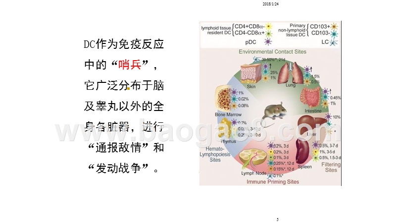 2018年医疗行业树突状细胞的培养研究报告.pptx_第5页