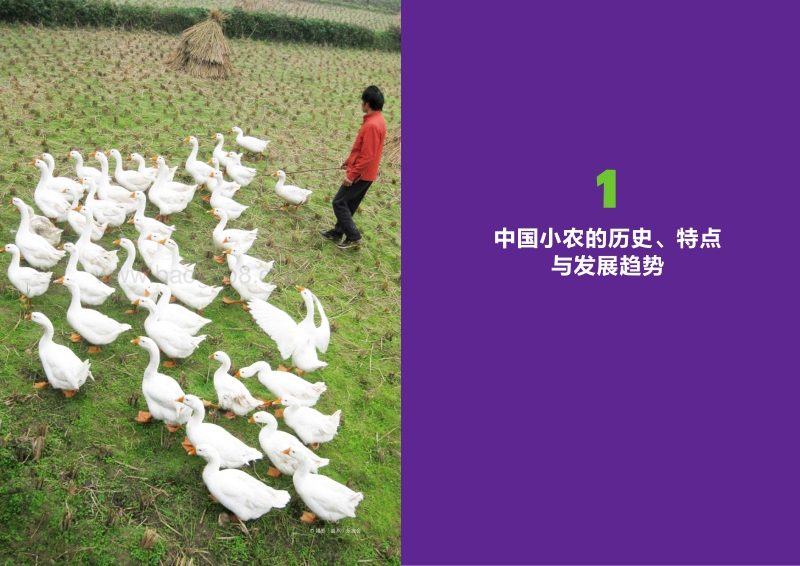 中国小农：过去、现在与未来.pdf_第4页