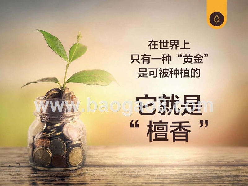 檀香种植投资商业计划书.pptx_第5页