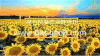绿色油葵产业链项目商业计划书.pptx