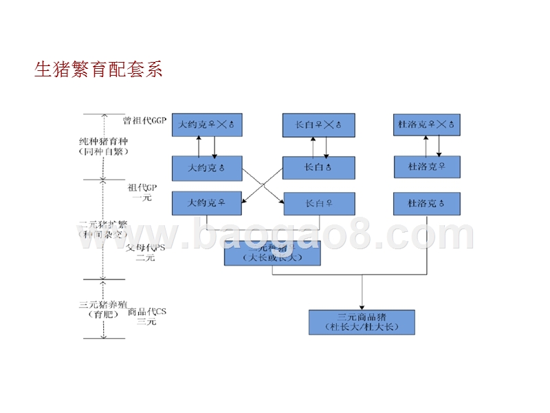 2018-2019年生猪产业链研究报告.pptx_第4页