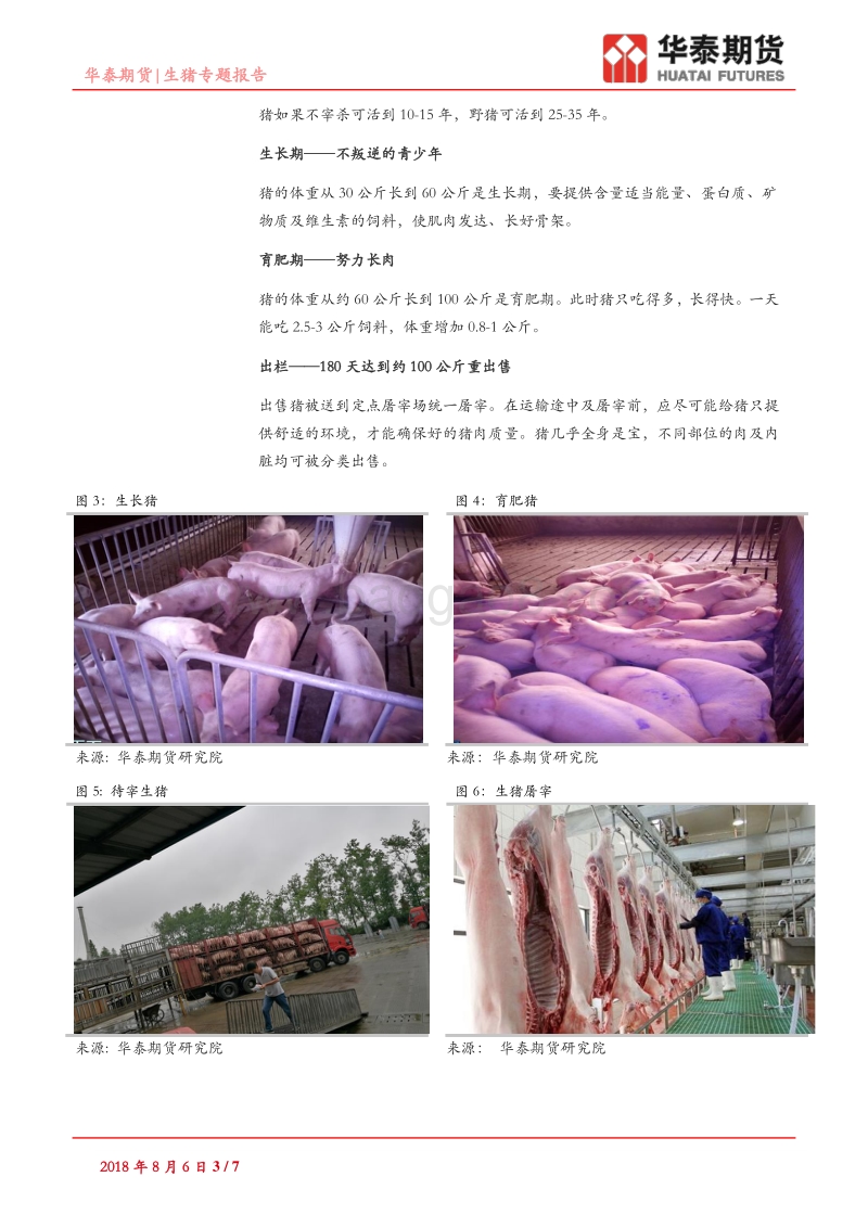 生猪专题报告：肉猪的一生.pdf_第3页