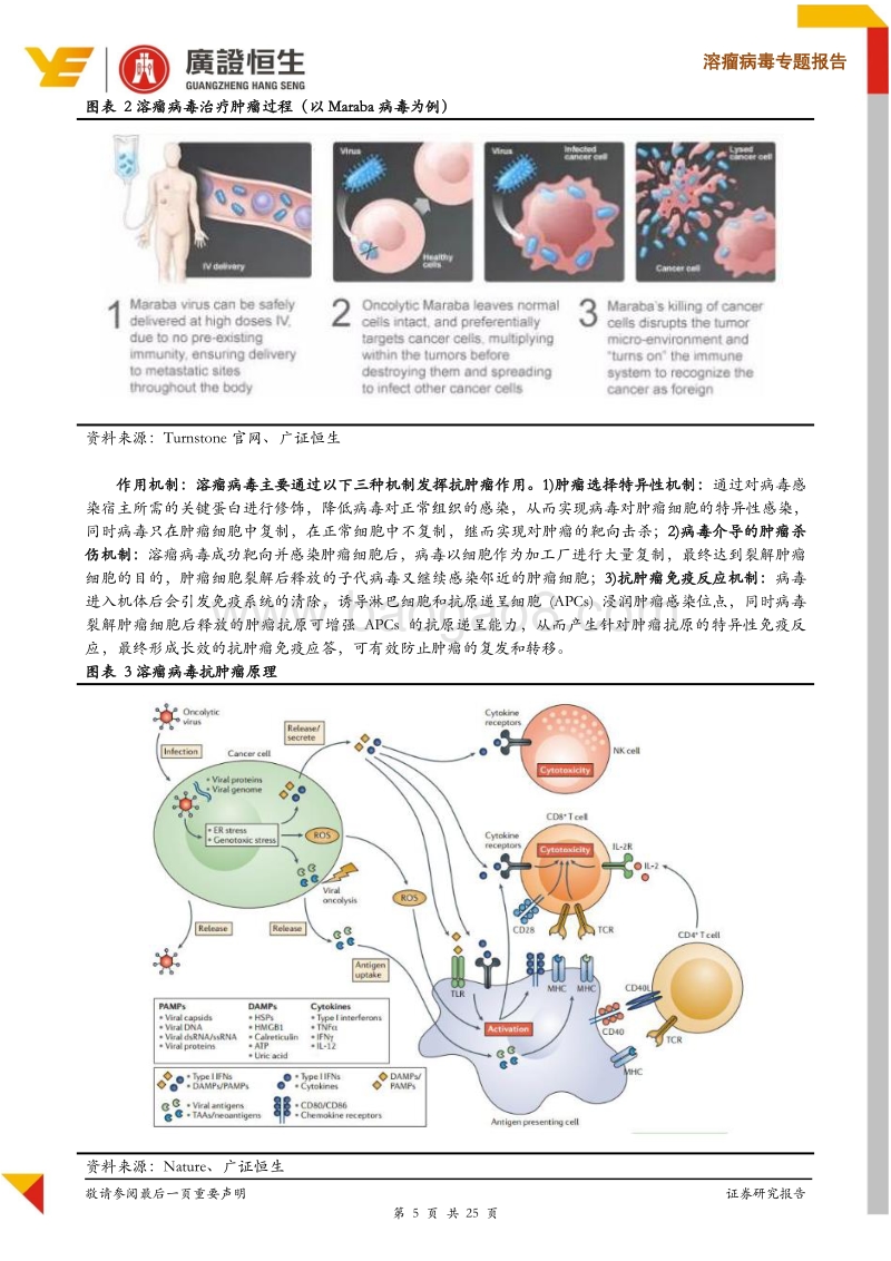 溶瘤病毒专题报告：联合免疫东风已至，溶瘤病毒爆发在即.pdf_第5页