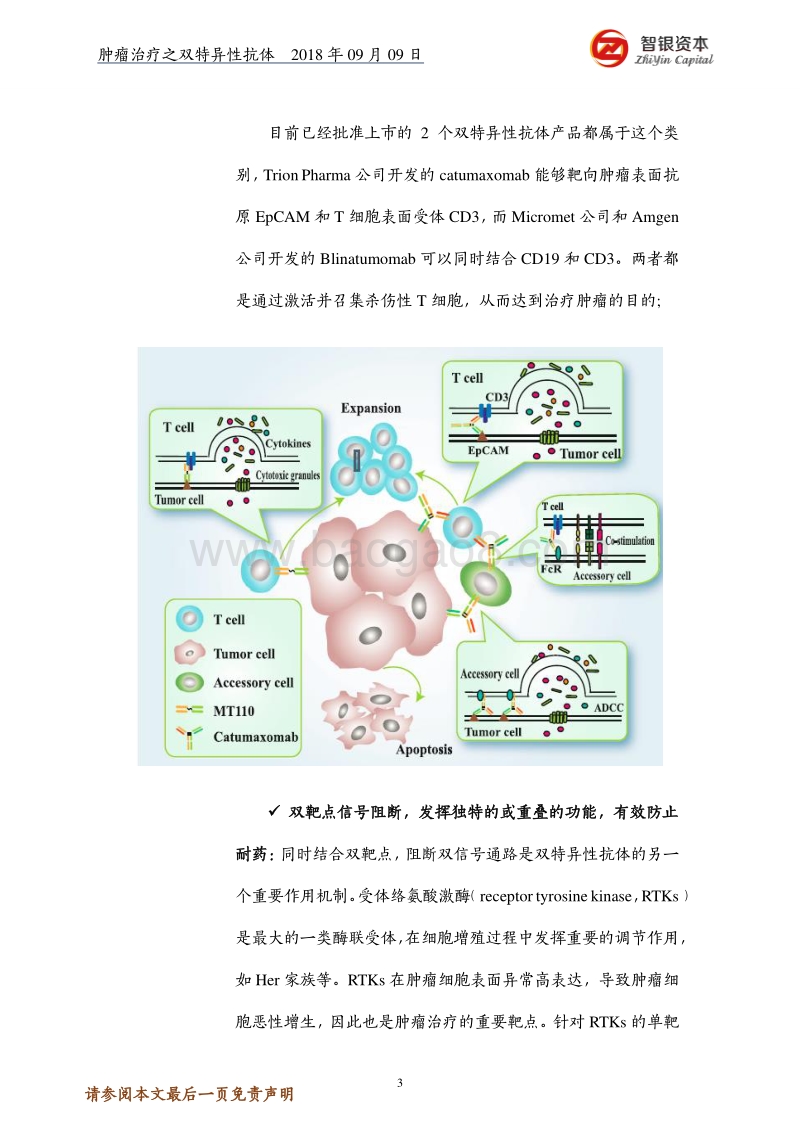 肿瘤治疗之双特异性抗体——结构、优势、制备、研究现状.pdf_第3页