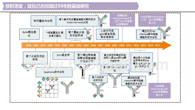 2020-2021双特异性抗体行业研究报告.pptx_第4页