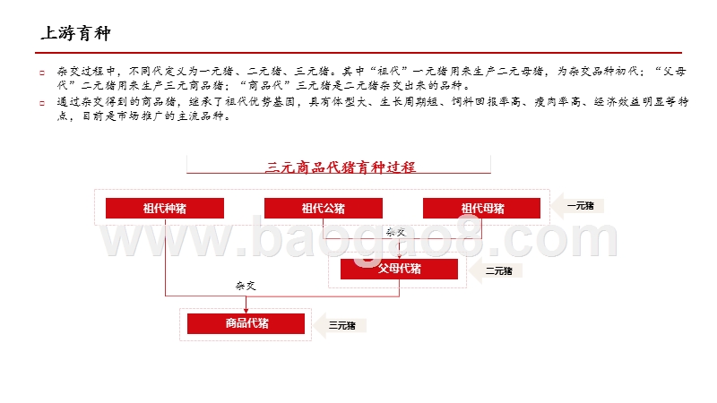 2020-2021生猪行业发展研究报告.pptx_第5页