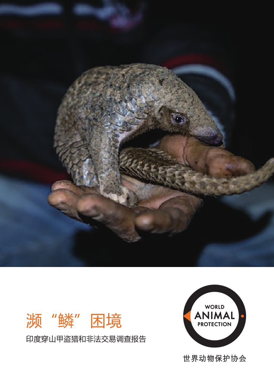 印度穿山甲盗猎和非法交易调查报告：濒“鳞”困境.pdf_第1页