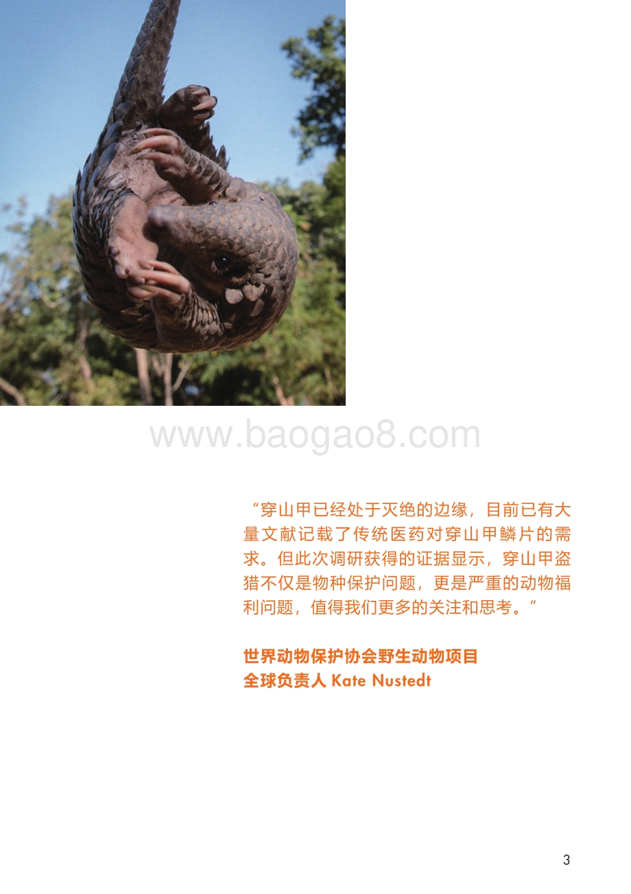 印度穿山甲盗猎和非法交易调查报告：濒“鳞”困境.pdf_第3页