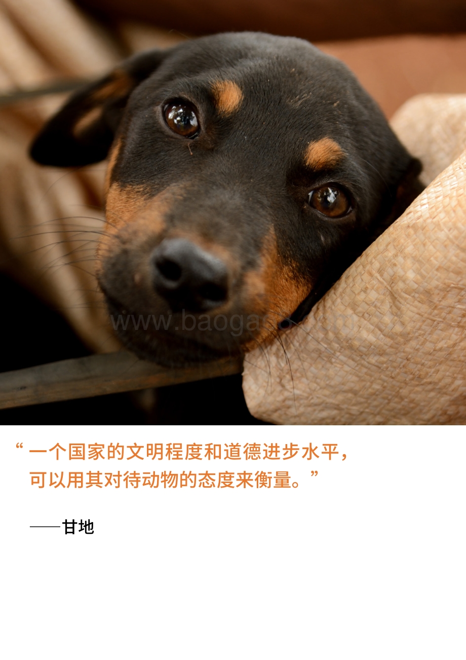 犬只人道管理手册.pdf_第4页