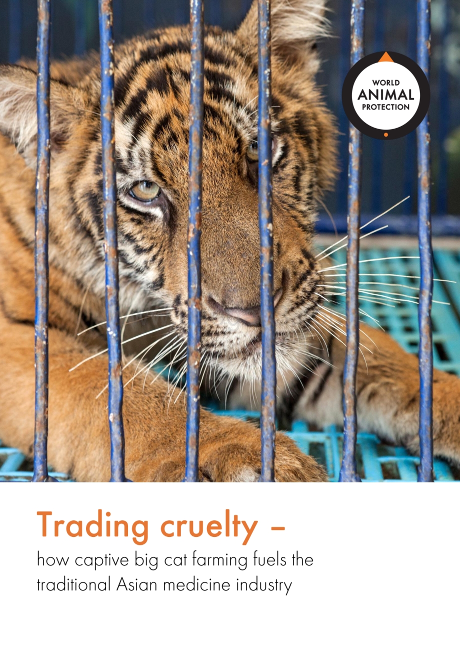 圈养大猫入药对动物福利影响的研究：王者之殇（英文版）.pdf_第1页