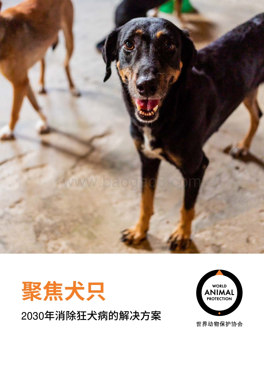 2030年消除狂犬病的解决方案：聚焦犬只.pdf_第1页