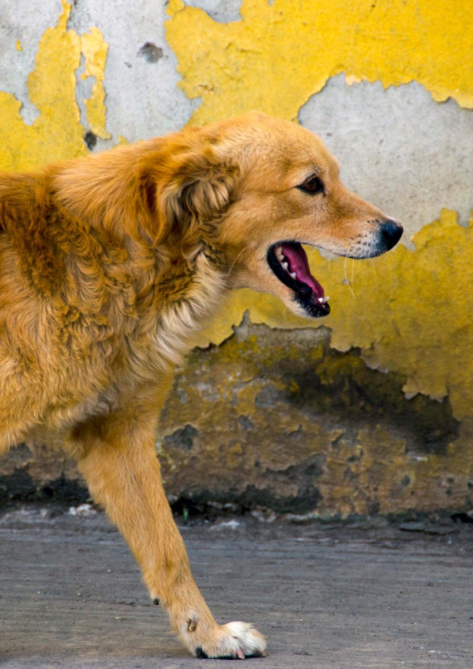 2030年消除狂犬病的解决方案：聚焦犬只.pdf_第2页