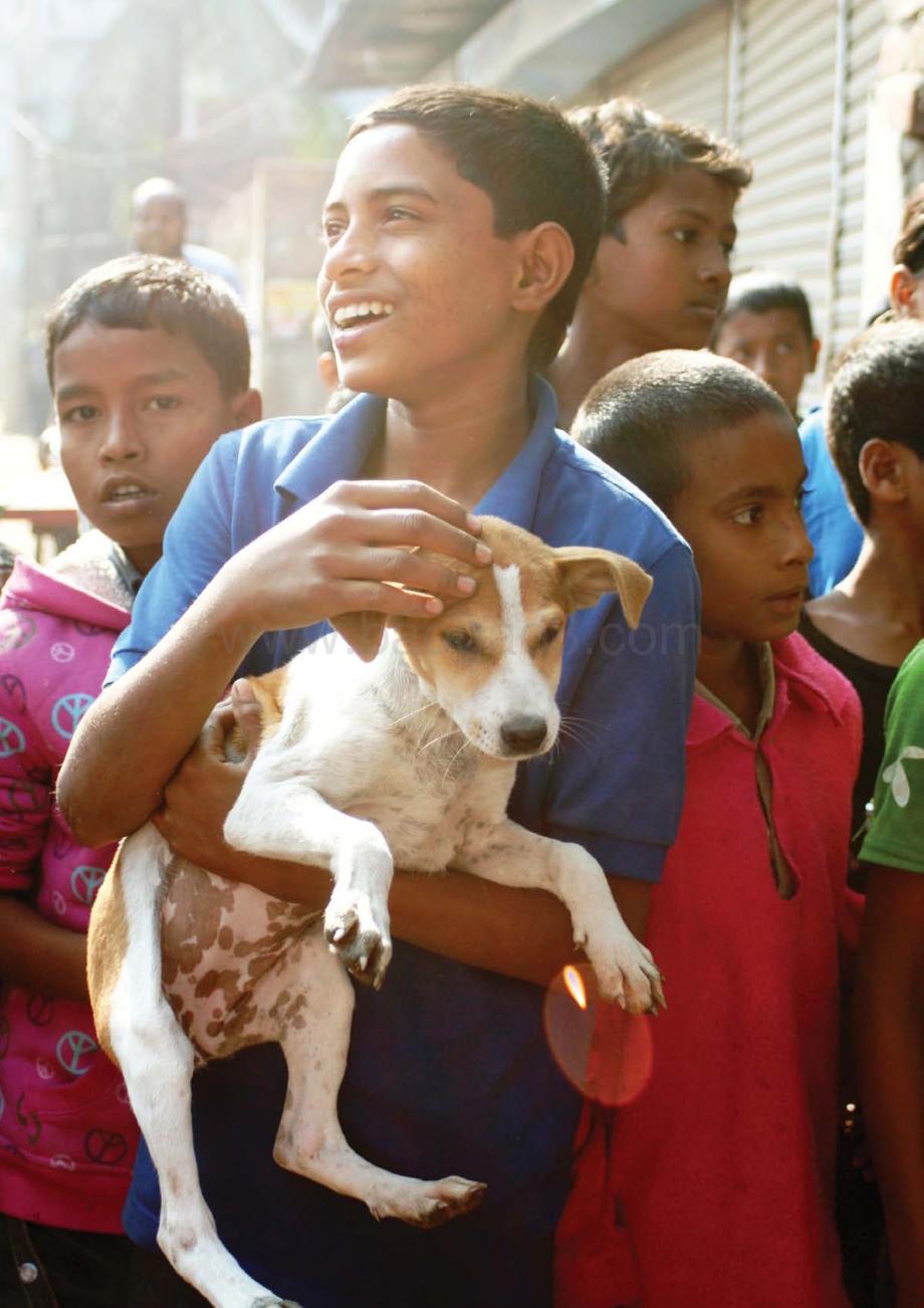 2030年消除狂犬病的解决方案：聚焦犬只.pdf_第4页