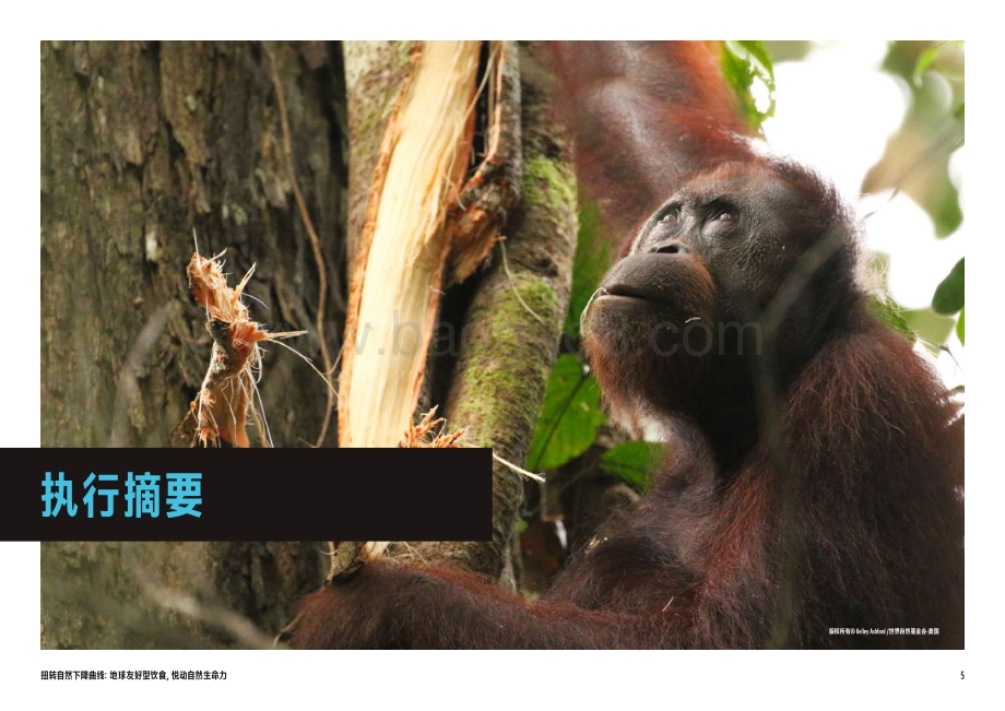 扭转自然下降曲线：地球友好型饮食悦动自然生命力.pdf_第5页