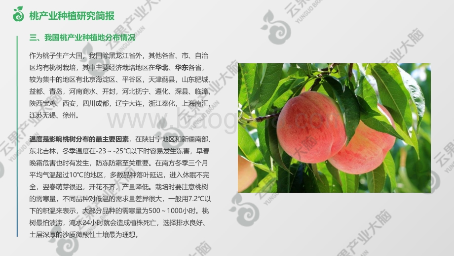 云果：桃产业种植研究简报-第一期_7页_1mb.pdf_第5页