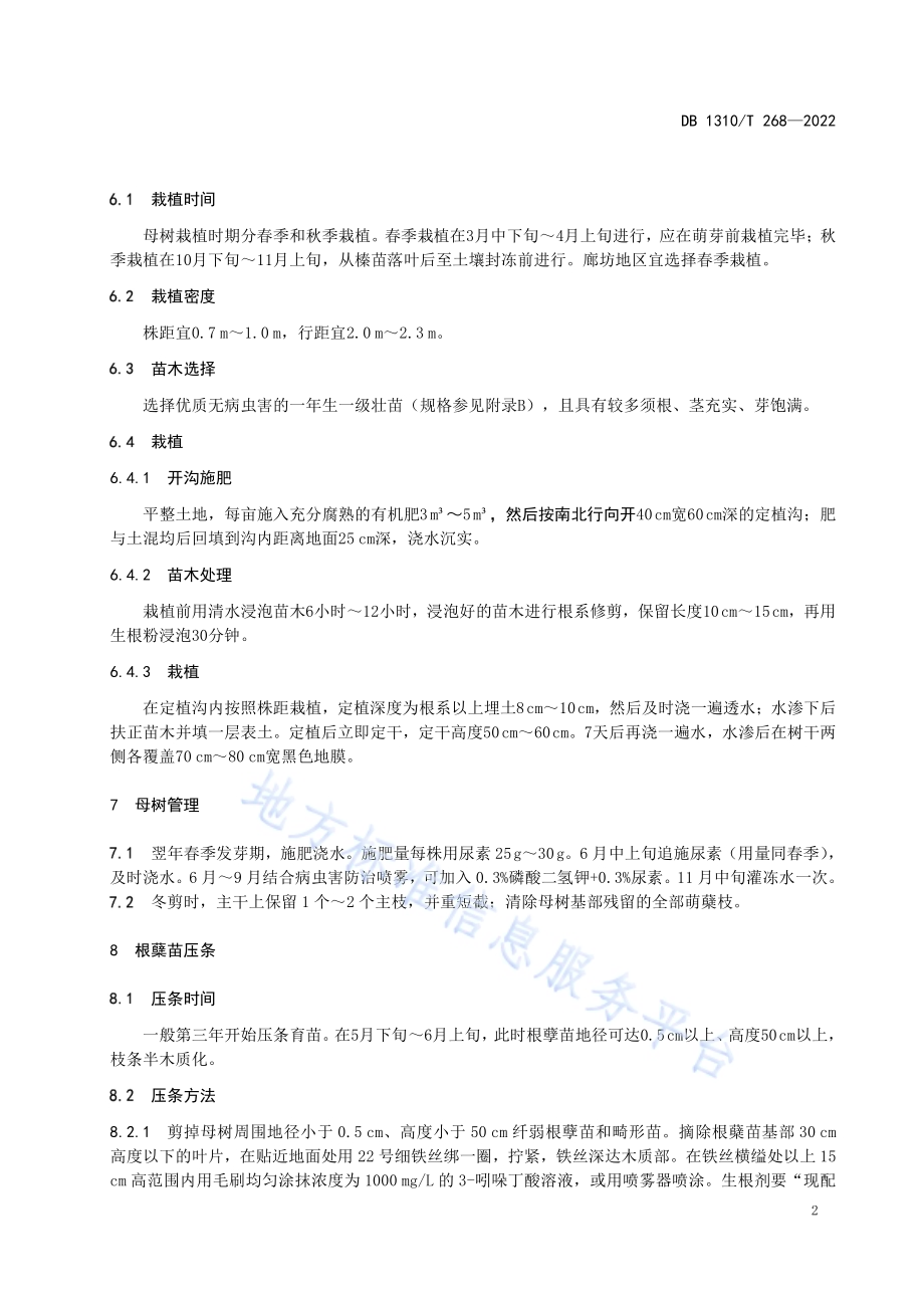 大果榛子根蘖苗直立压条育苗技术规程DB1310／T 268-2022.pdf_第4页