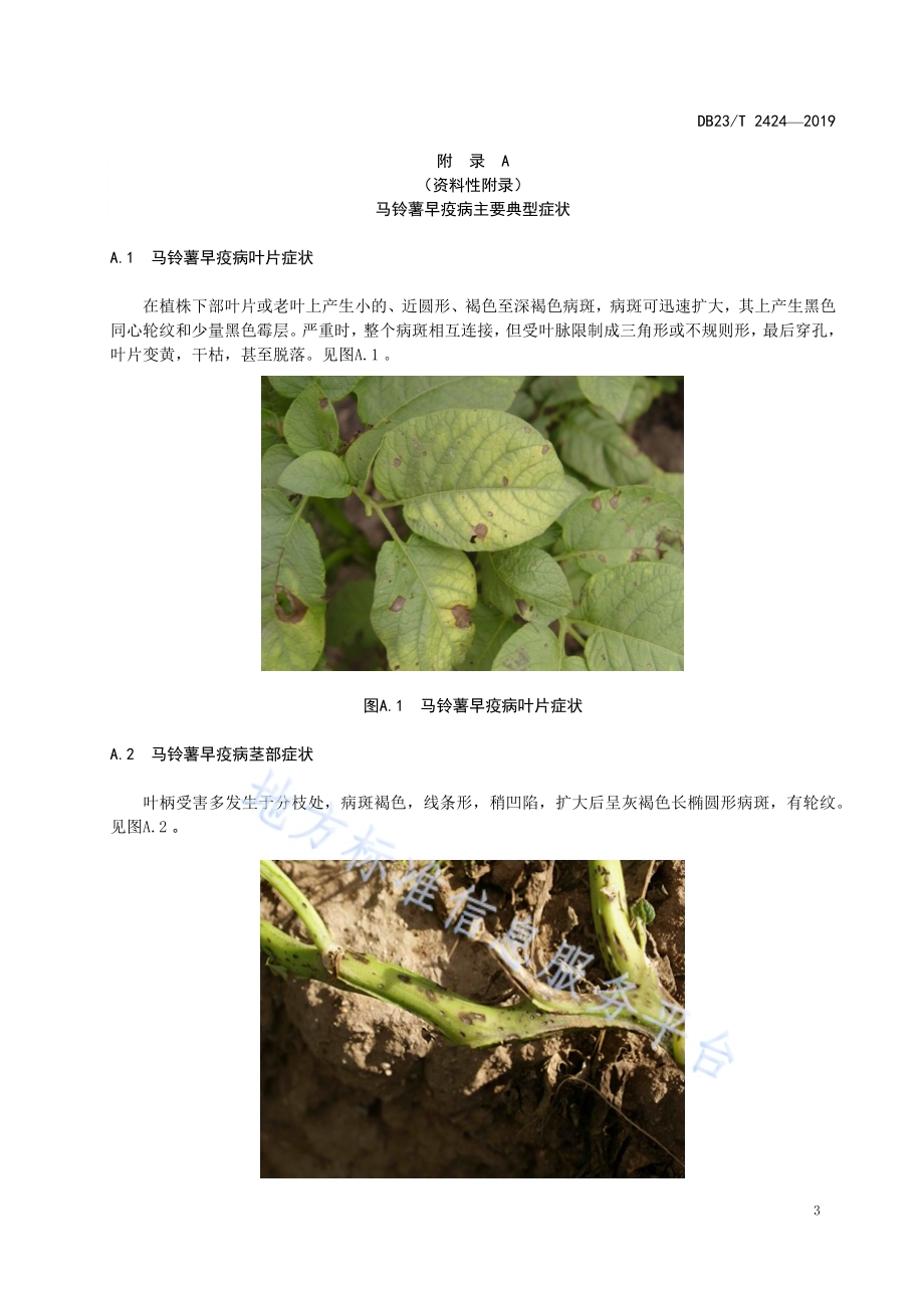 马铃薯早疫病检测技术规程DB23／T 2424—2019.pdf_第5页