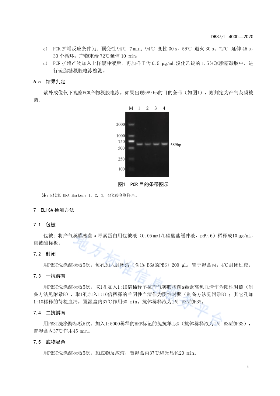 羊A型产气荚膜梭菌PCR和ELISA检测技术规程DB37／T 4000—2020.pdf_第5页