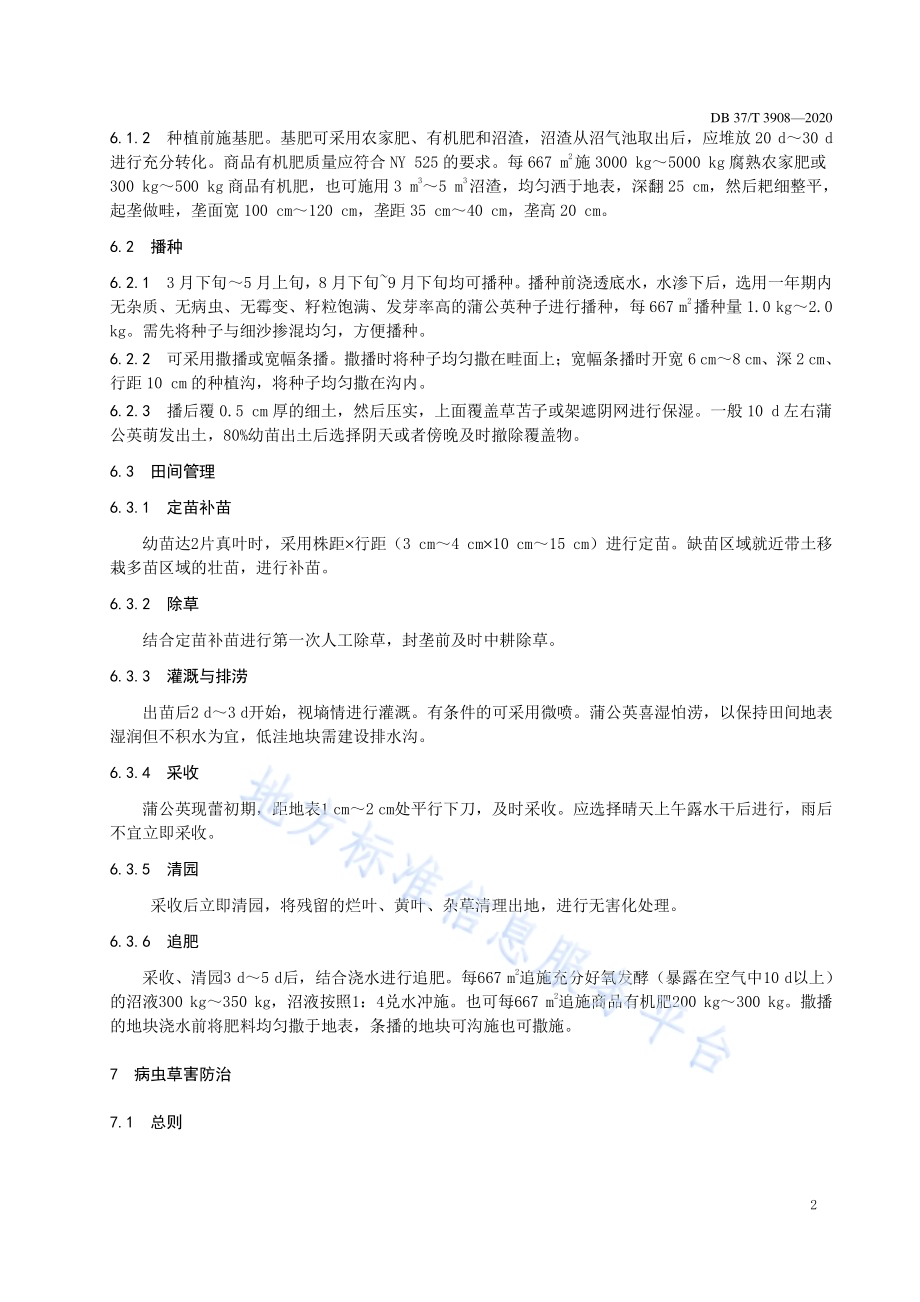 叶用蒲公英生产技术规程DB37／T 3908—2020.pdf_第4页
