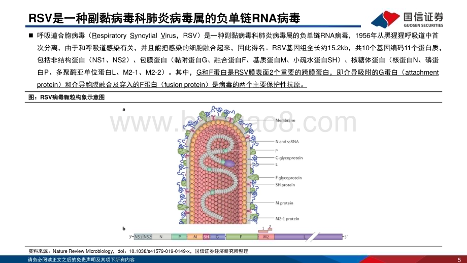 20231114_国信证券_疫苗行业系列报告：RSV疫苗有望开启下一个百亿美元级别赛道_30页.pdf_第5页