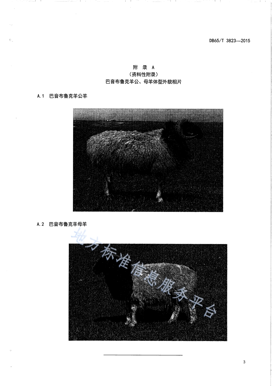 巴音布鲁克羊DB65／T 3823-2015.pdf_第5页
