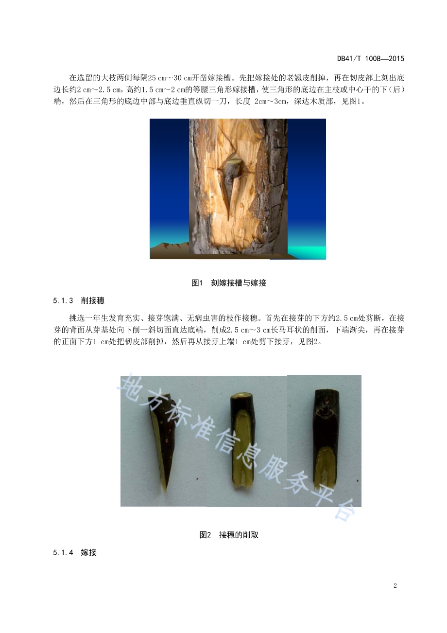 梨高接换种操作技术规程DB41／T 1008-2015.pdf_第4页
