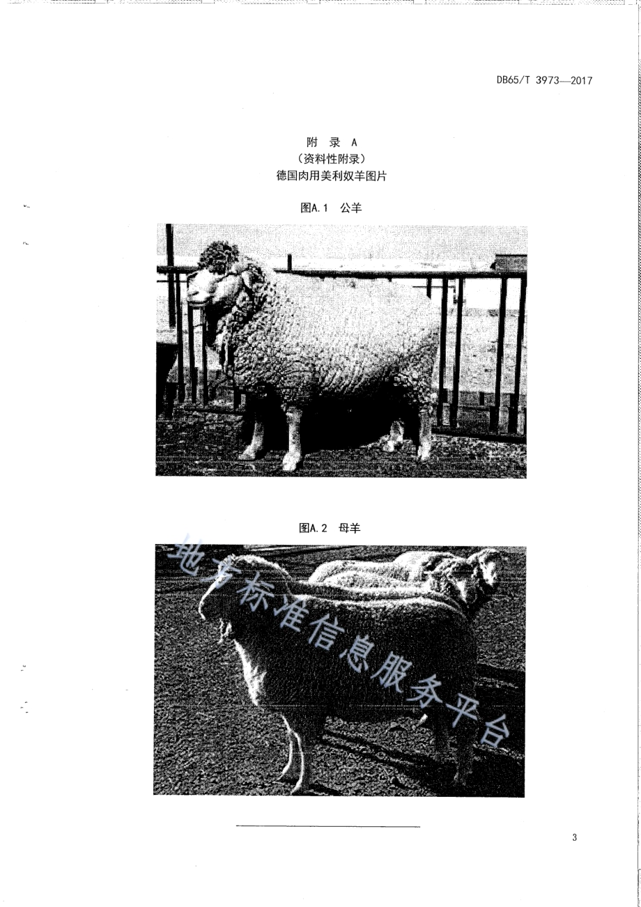德国肉用美利奴种羊DB65／T 3973-2017.pdf_第5页