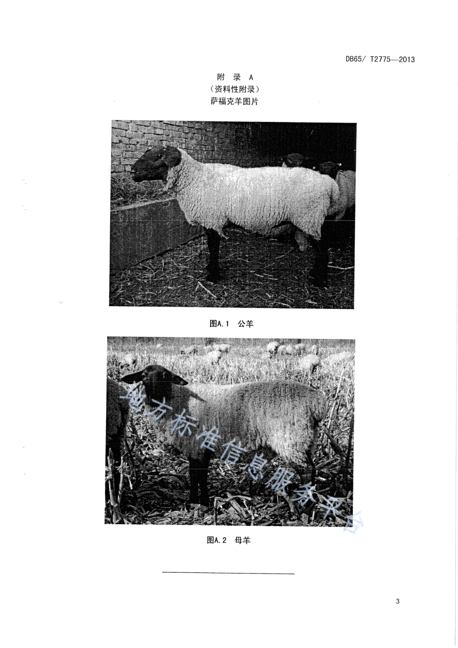 萨福克种羊DB65／T 2775-2013.pdf_第4页