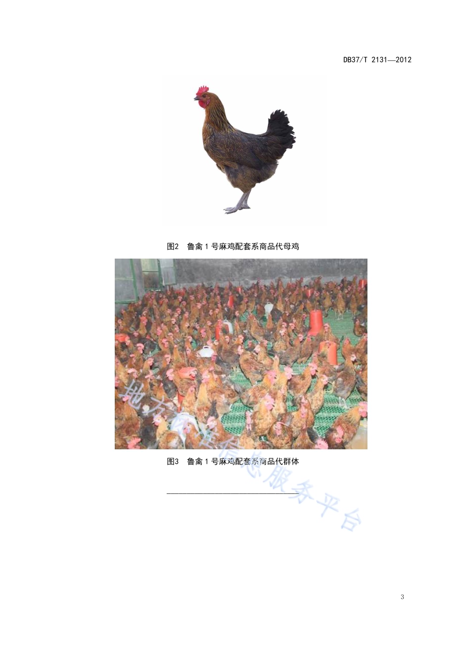 鲁禽1号麻鸡配套系商品代DB37／T 2131-2012.pdf_第5页