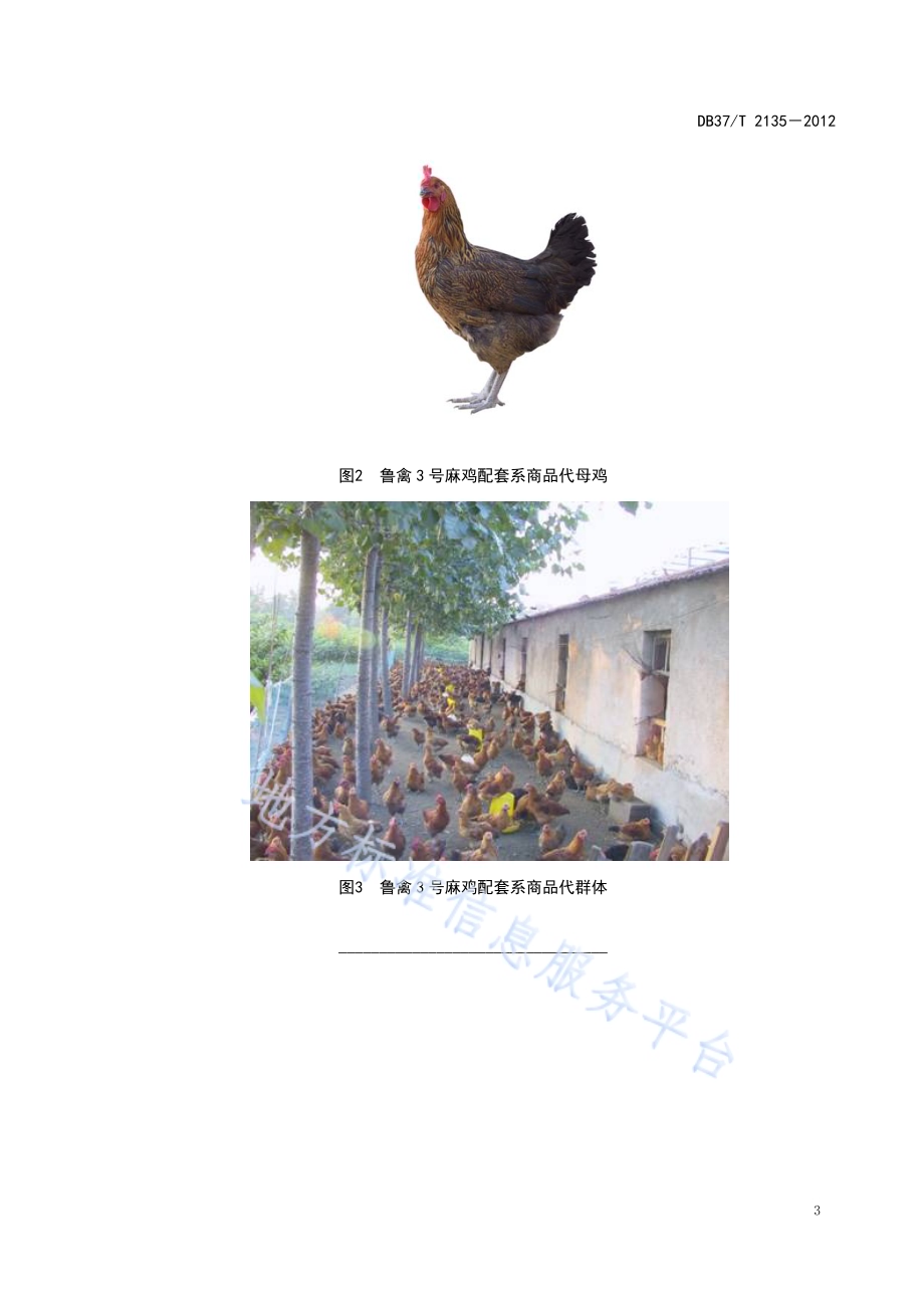 鲁禽3号麻鸡配套系商品代DB37／T 2135-2012.pdf_第5页