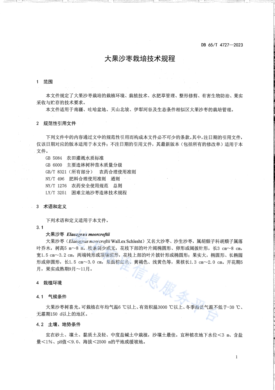 大果沙枣栽培技术规程DB65／T 4727-2023.pdf_第5页